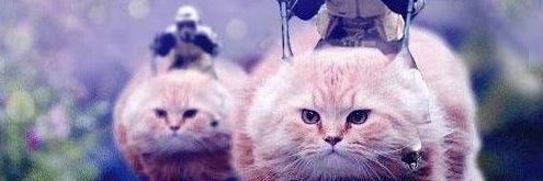 SharaWhiten's profile banner image