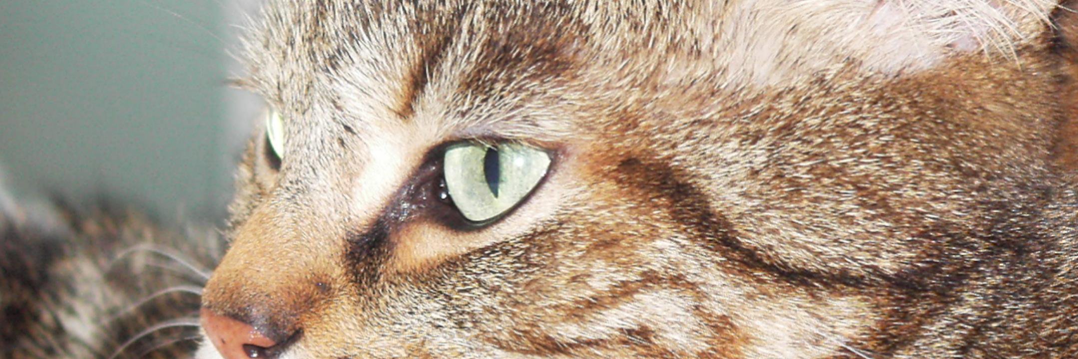 ManagerHeureux's profile banner image