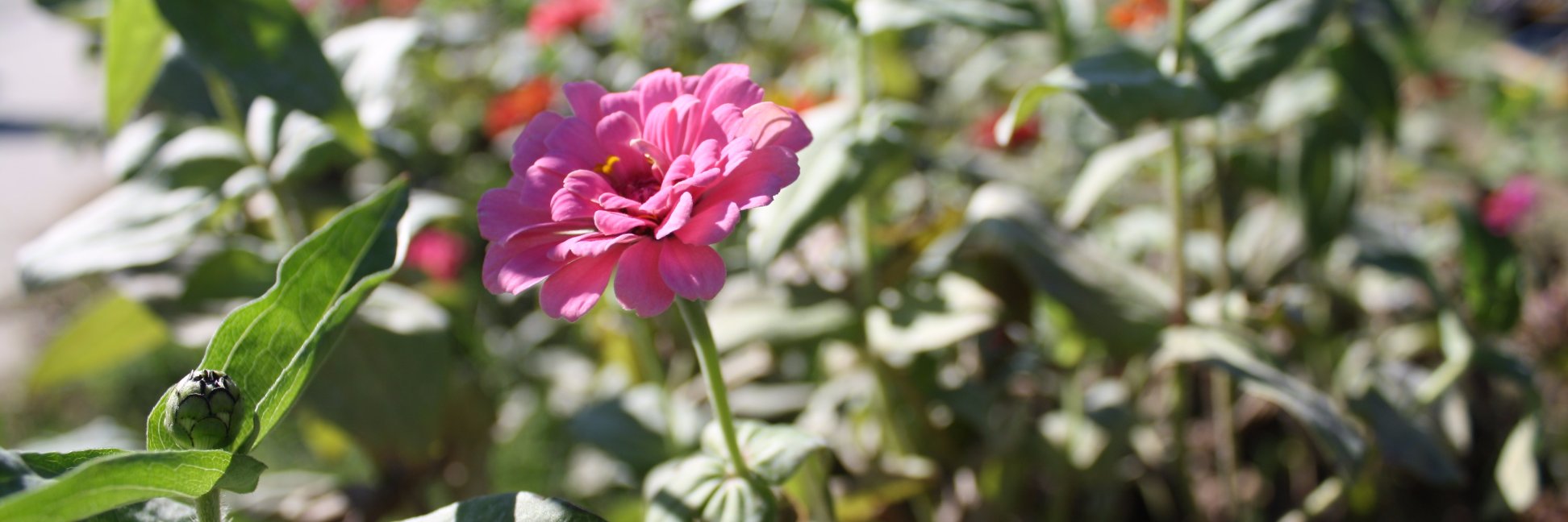 CFC_Grows's profile banner image