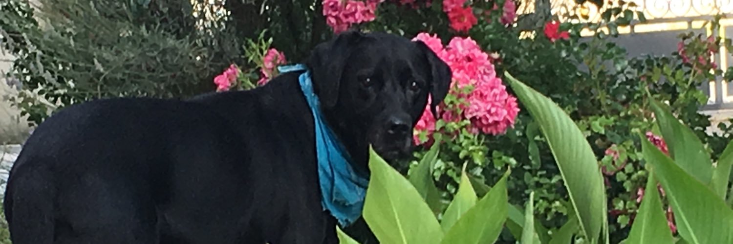 emilie2286's profile banner image