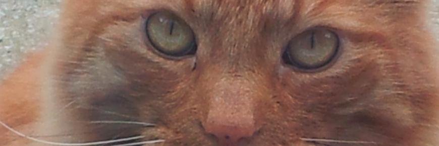 catswestmids's profile banner image