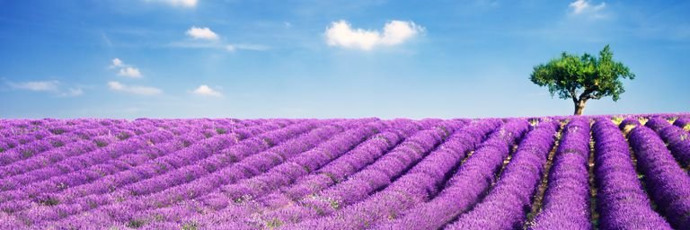 Nat_Hara's profile banner image