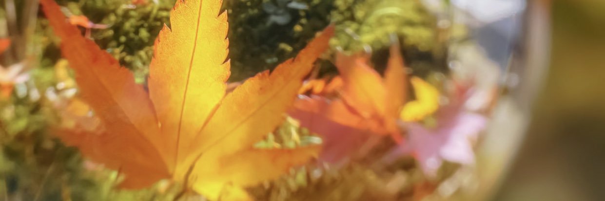 ling1962's profile banner image