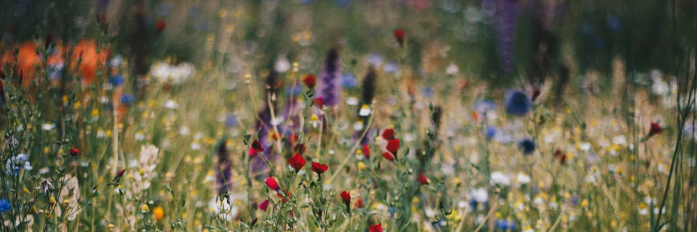 ✿⊱ Mayuli Peña R ✿⊱'s banner