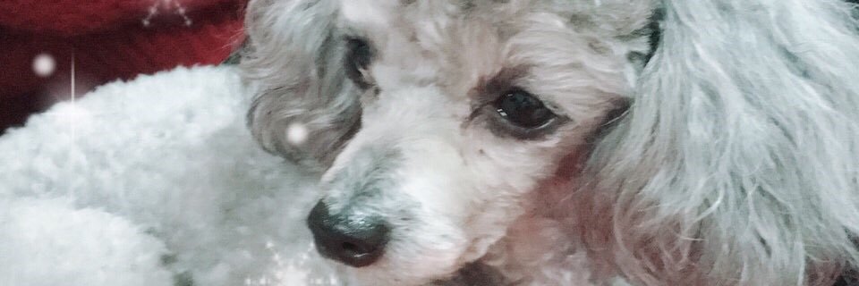 Chofu84's profile banner image