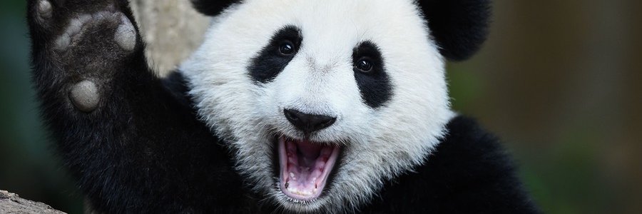 DatePanda's profile banner image