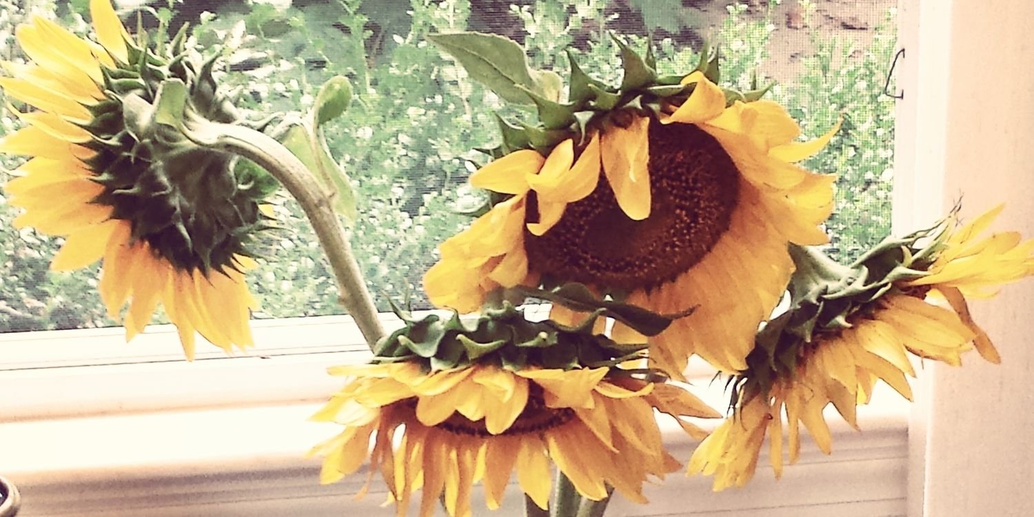 jsydneym's profile banner image