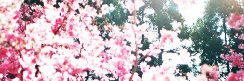 AllisonRPGLSD's profile banner image
