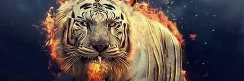 brandonj_ro's profile banner image