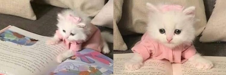 Rabab Khaled 🇸🇦 banner