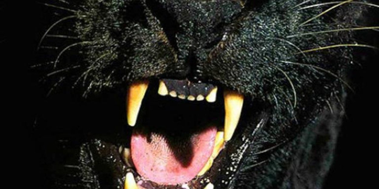 theodore216's profile banner image