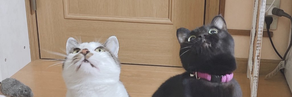 nonotakesan's profile banner image