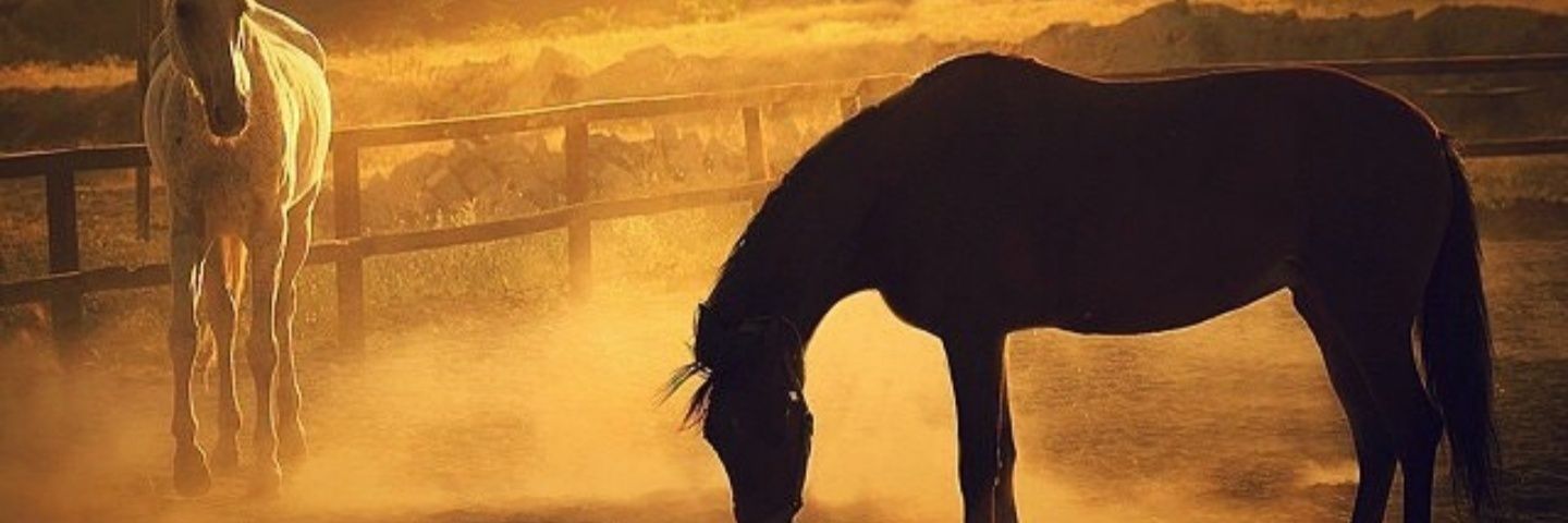 henzagul's profile banner image