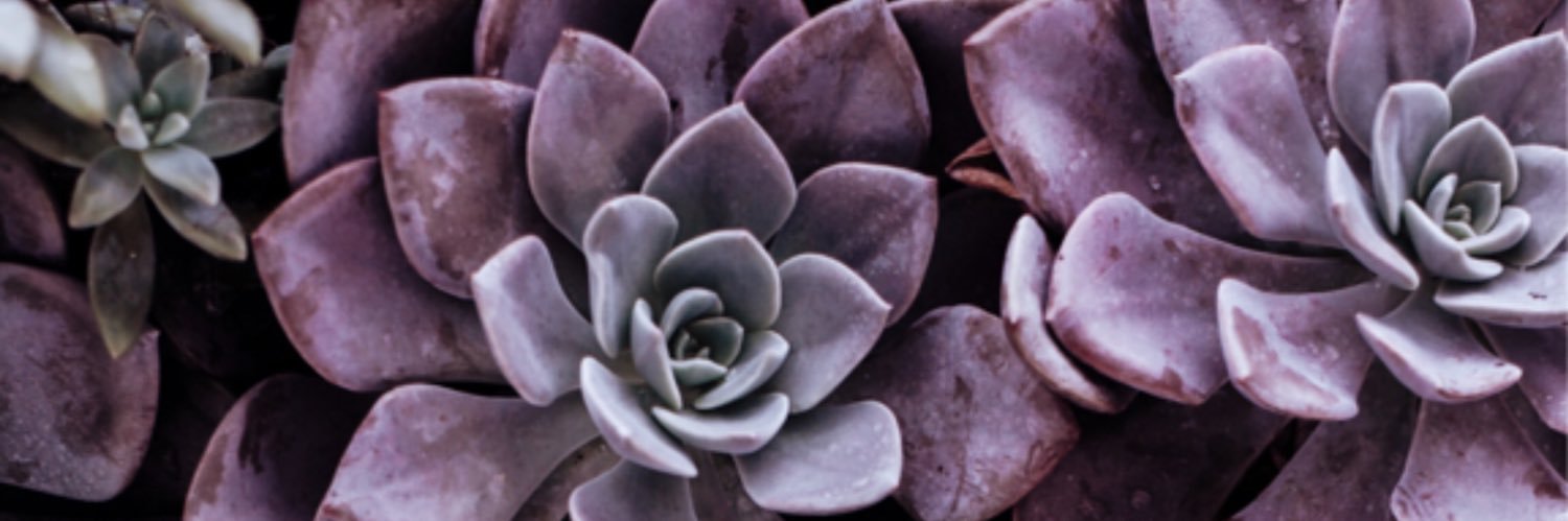 patriciafpw's profile banner image