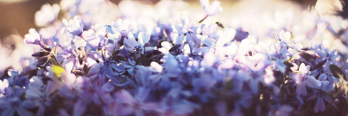 tejafo's profile banner image