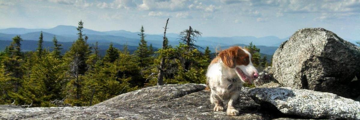 GeorgetheHotDog's profile banner image