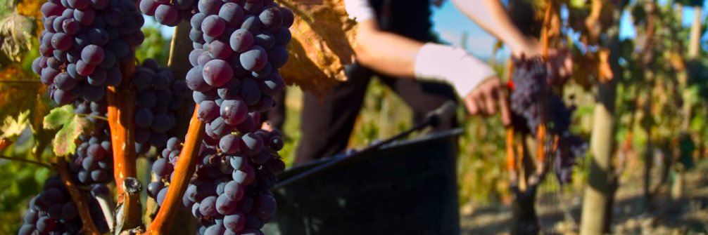 Trossos del Priorat banner