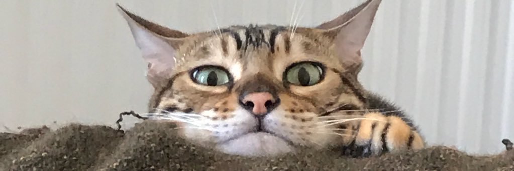 sophfosterr's profile banner image