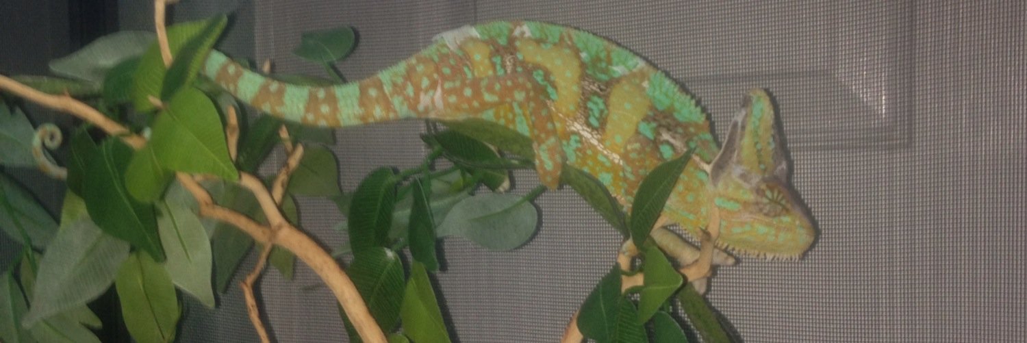 chllinhbu's profile banner image