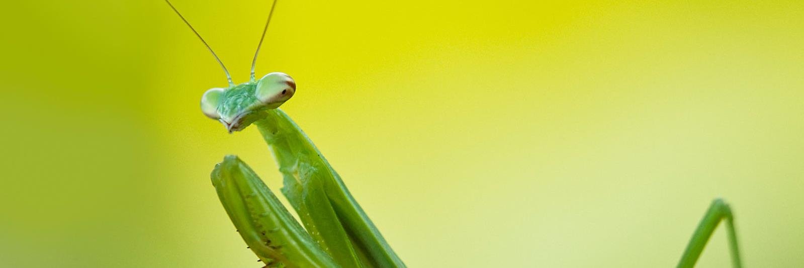PillyDice's profile banner image