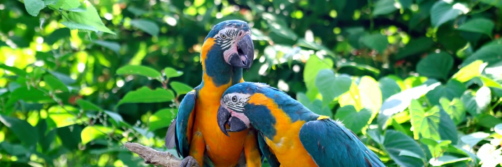 Animal Protection Agency banner