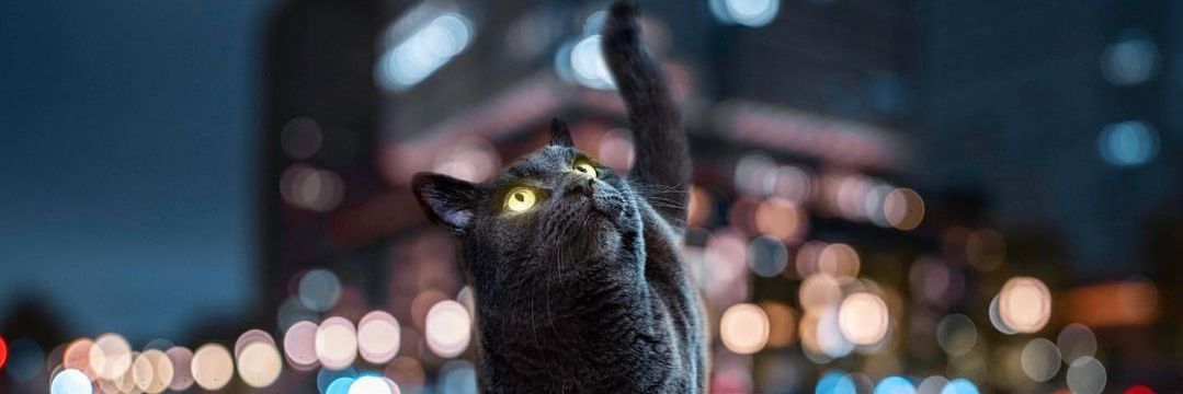 PiniGom's profile banner image