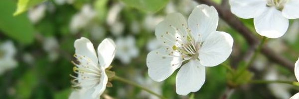 ELOLappi Profile Banner