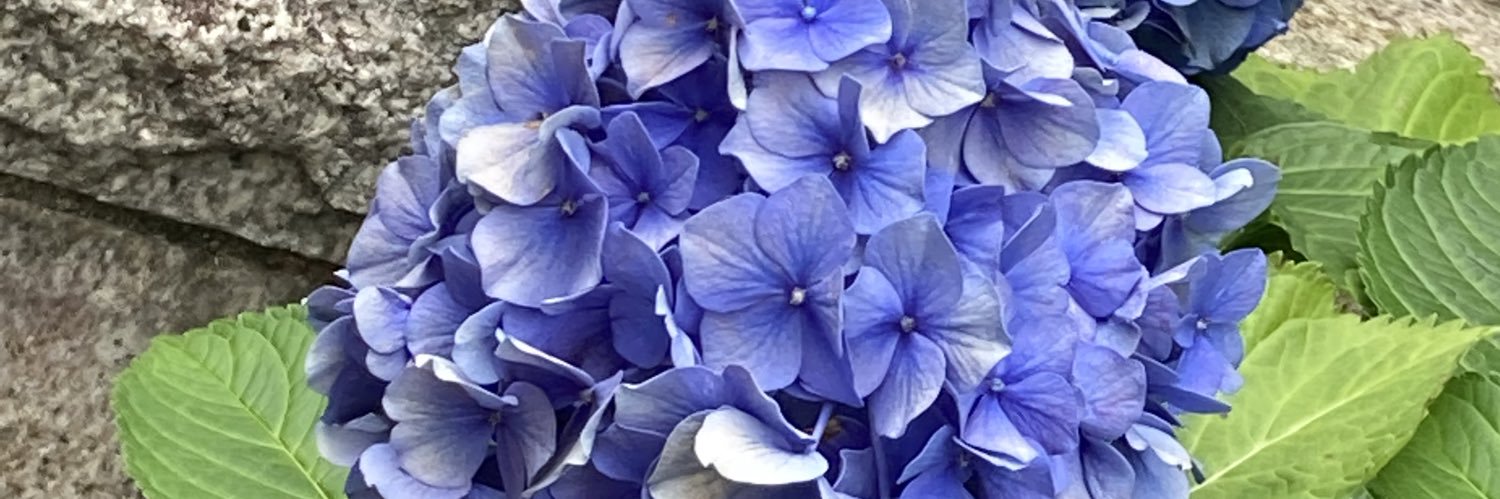 mimi95312's profile banner image