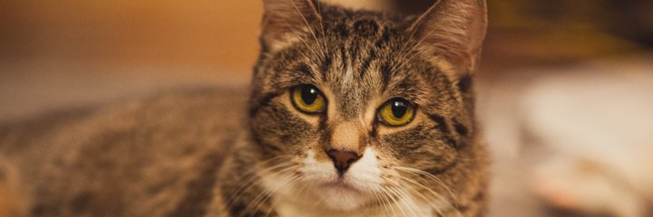 NormalRoom's profile banner image