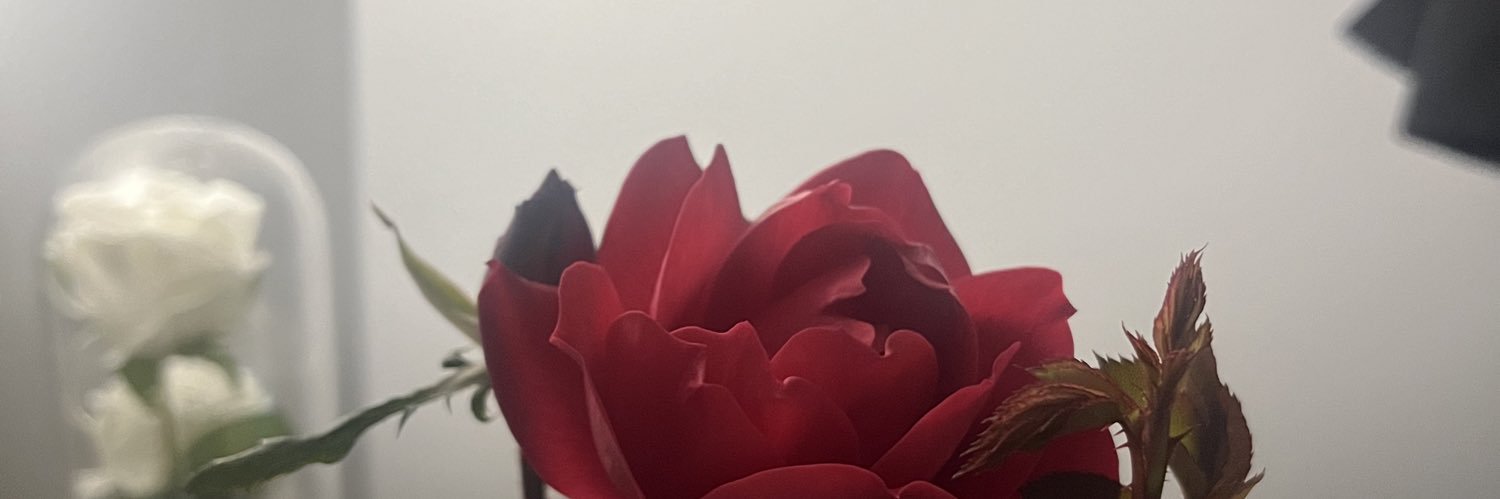 arelyalv18's profile banner image