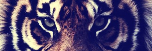 Bashaara Graves banner