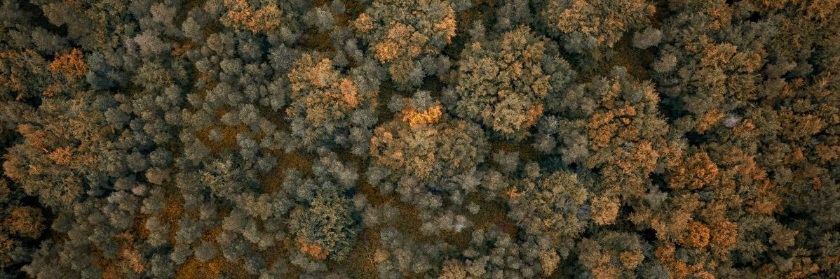 TctreesTracy's profile banner image