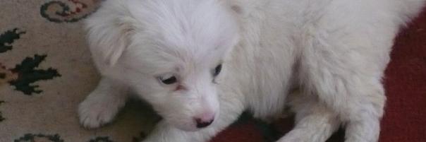 lizzieroxy's profile banner image
