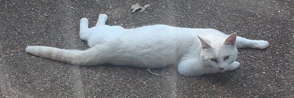 Mimosa48 Profile Banner