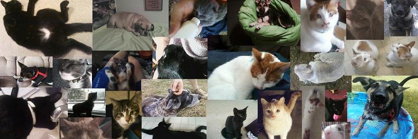 jkpetservices's profile banner image