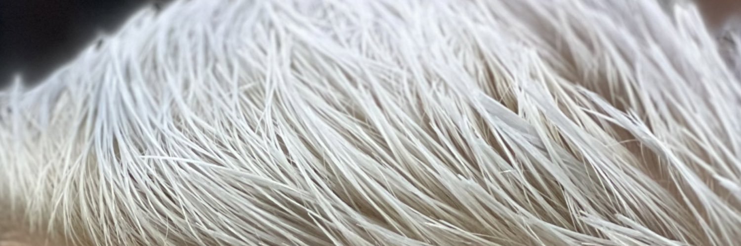 leopotify's profile banner image