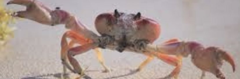 El Crabbito banner