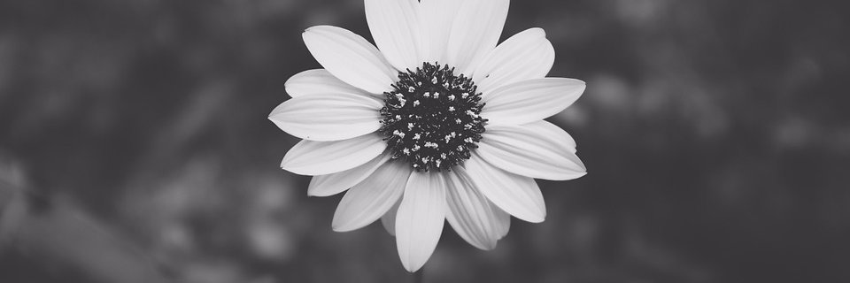 CZ 🔸 banner