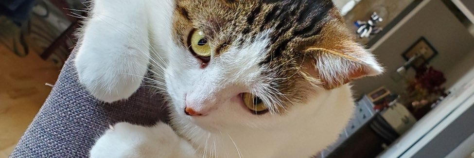 Mike Taibleson banner