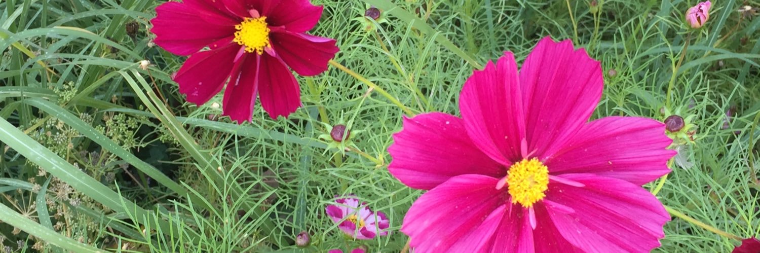 hallgrene's profile banner image