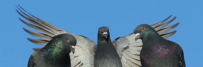 KARATKID's profile banner image