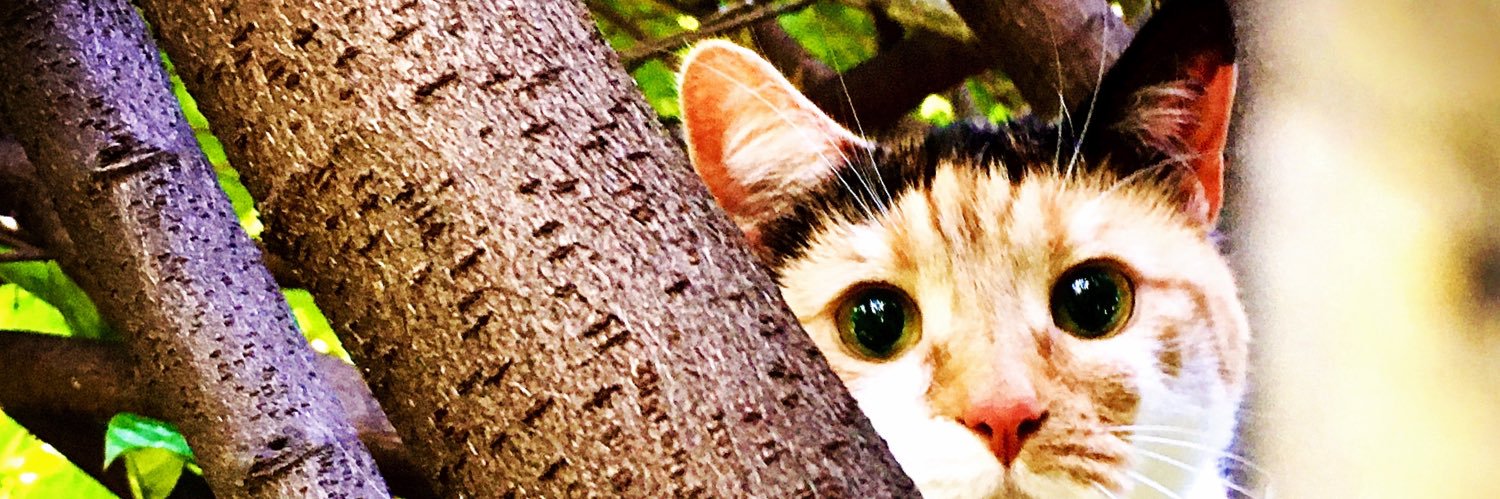 Bullykitten's profile banner image