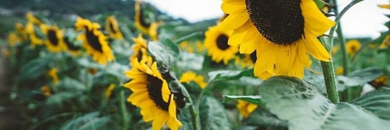 Anama27_'s profile banner image