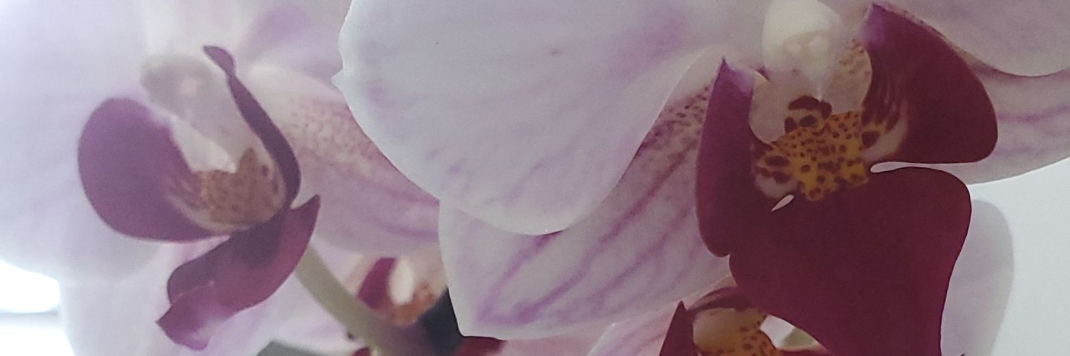 CoronelMirtha's profile banner image
