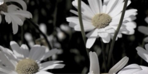Phi_K_Pi's profile banner image