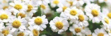 cheburechka's profile banner image