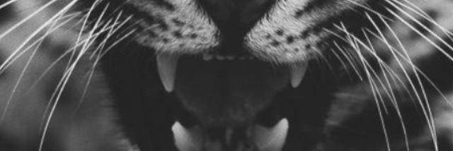 kaleygraham's profile banner image