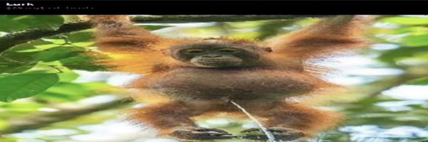 berdyaboi Profile Banner