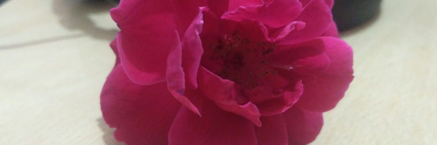 BhawnaRj's profile banner image
