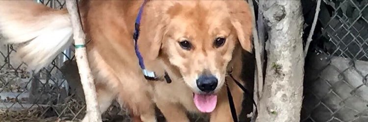 HachikoSBeans's profile banner image
